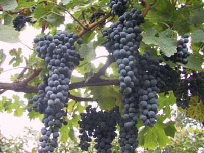terroir1