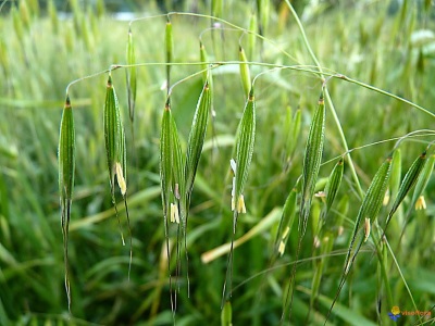 avena 