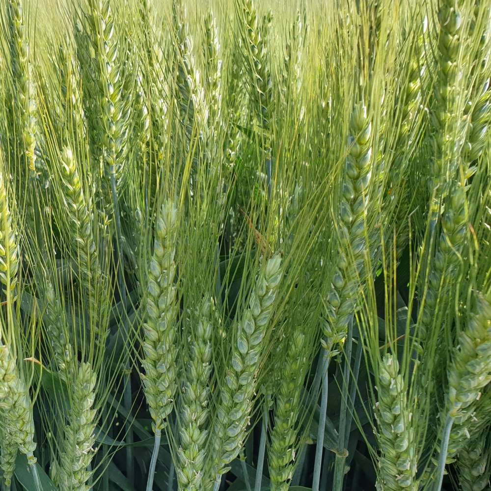 Fig 3 Spighe di grano duro Senatore Cappelli 718x400